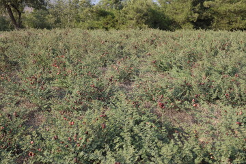 Prosopis farcta (Syrian mesquite) plant invaded the field