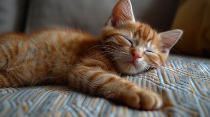 Adorable Red Kitten Sleeping on Classic Marble Patterned Sofa - Cute Pet and Child Animal