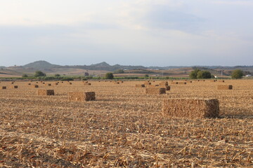  corn stalk bales in the field