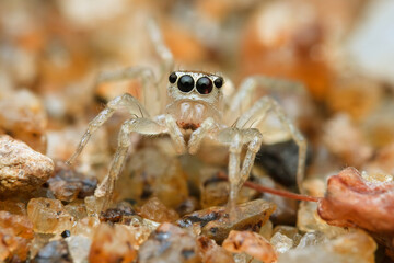 Cute Jumping spider on the sand