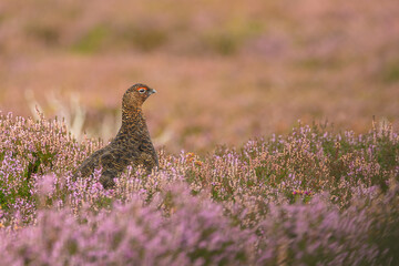 Red Grouse, Scientific name: Lagopus Lagopus. Male Red Grouse in summer, facing right in pink...