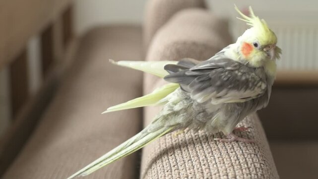 Funny cockatiel parrot, pet at home. Yellow gray cockatiel parrot flies around the apartment