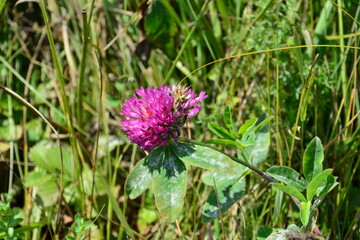 a purple clover is growing in a field with other plants