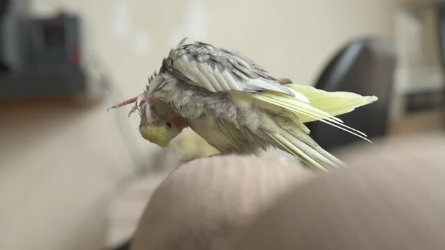 Funny cockatiel parrot, pet at home. Yellow gray cockatiel parrot flies around the apartment