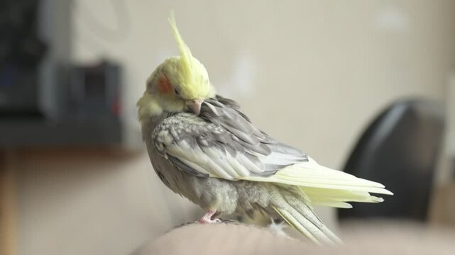 Funny cockatiel parrot, pet at home. Yellow gray cockatiel parrot flies around the apartment
