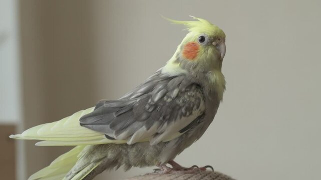 Funny cockatiel parrot, pet at home. Yellow gray cockatiel parrot flies around the apartment