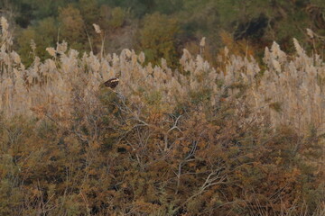 marsh harrier