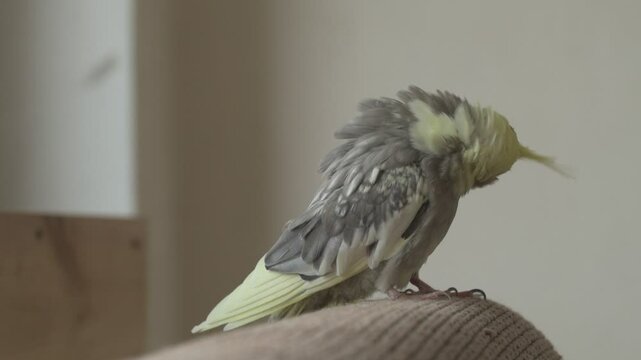 Funny cockatiel parrot, pet at home. Yellow gray cockatiel parrot flies around the apartment