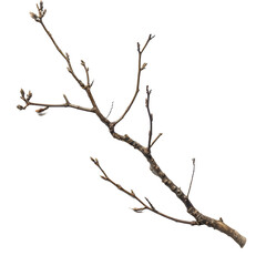 Closeup of a Bare Tree Branch with Buds