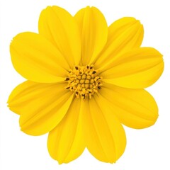 Obraz premium Coreopsis with bright yellow petals