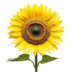 Obraz premium Sunflower in full bloom