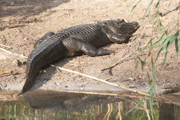 Alligator outdoors by a river
