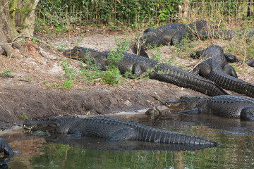 Alligator outdoors by a river