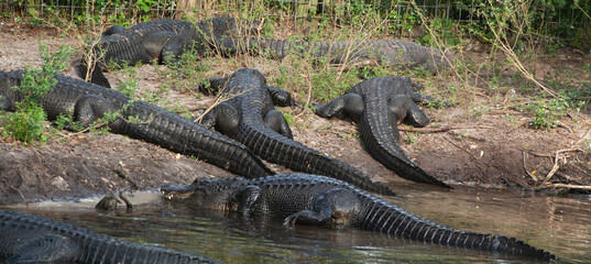 Alligator outdoors by a river