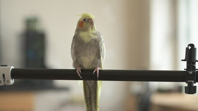 Funny cockatiel parrot, pet at home. Yellow gray cockatiel parrot flies around the apartment