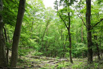 新緑のブナ林