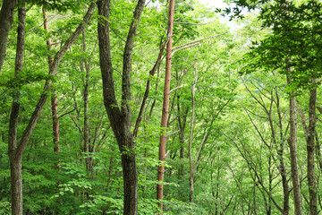 新緑のブナ林