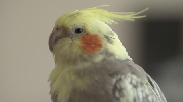 Funny cockatiel parrot, pet at home. Yellow gray cockatiel parrot flies around the apartment