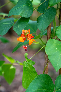 Brange flowers of climbing french beans entwined around bamboo cane growing and flourishing, outdoors in garden