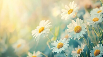 Fototapeta premium Beautiful daisies.