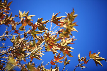 Autumn Maple Leaves on Tree Against Clear Blue Sky