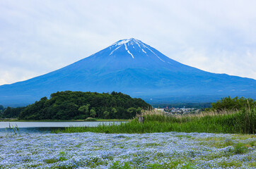 【山梨県】ネモフィラ畑と富士山の風景