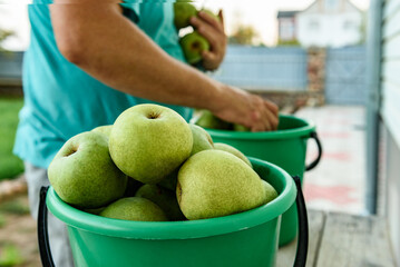 Ripe pears in buckets. Harvesting in the garden.