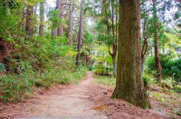 静かな森の小道を歩く
