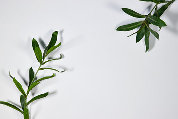 Branch with fresh green Ruscus leaves on gray background with copy space