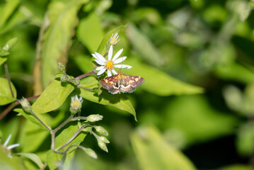 Common Purple and Gold (Pyrausta purpuralis) moth sitting on a white flower in Zurich, Switzerland