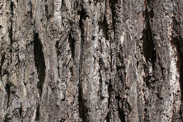 Close-Up of Ash Tree Bark Texture, Germany