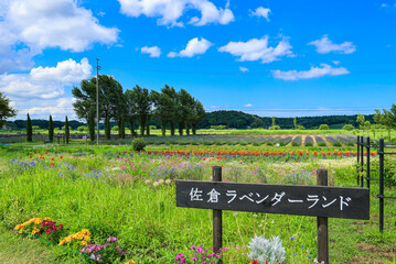 千葉県佐倉市】佐倉ラベンダーランドのラベンダー畑の風景