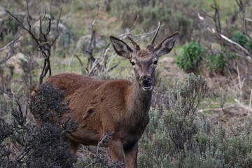 red deer