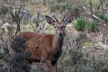 red deer