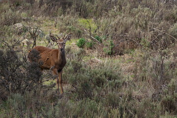 red deer
