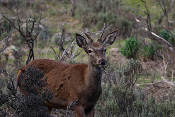 red deer