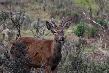 red deer