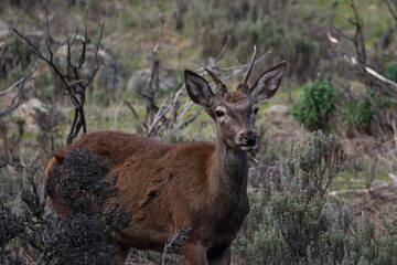 red deer