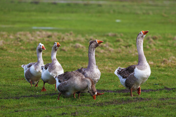 Geese graze on a green meadow. A flock of domestic geese walks one after another across the field.