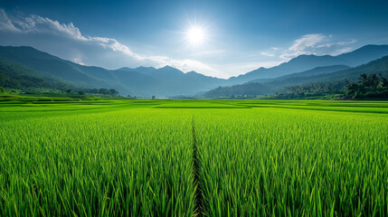 Fototapeta premium Expansive view of lush green rice fields stretching towards distant mountains under a clear sky at sunrise, capturing the serene beauty of nature. 