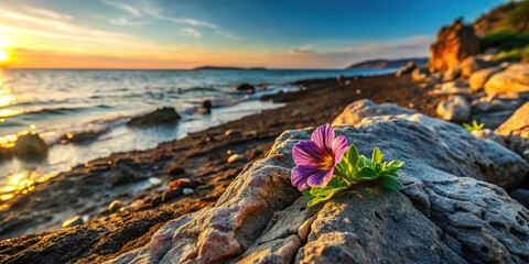 A sleek drone captures the precarious perches of a distressed Salpiglossis on a rugged coastline, bathed in warm, golden light.