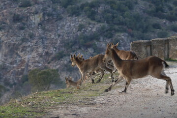 iberian ibex