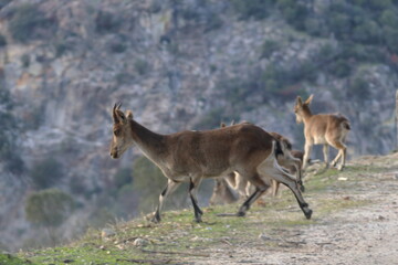 iberian ibex