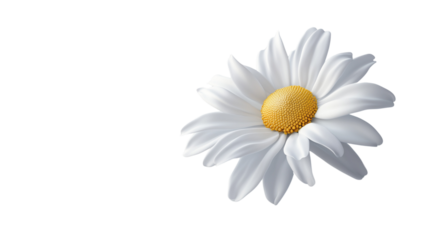 A single daisy with its white petals slightly curling, resting, Vivid Carnations, Radiant Carnations, Elegant Contrast, Carnation Symphony, Dynamic Harmony, on a transparent backgrounds