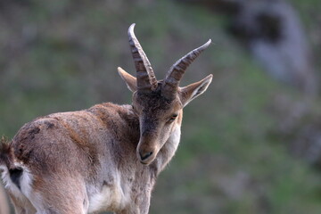iberian ibex