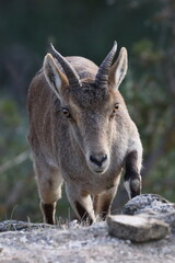 iberian ibex