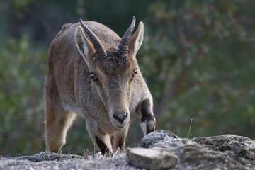 iberian ibex