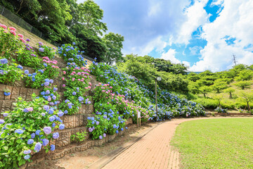 【千葉県印西市】満開の紫陽花が咲く公園の風景