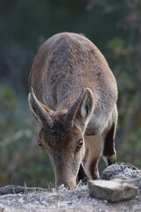 iberian ibex