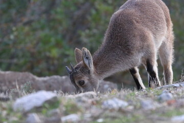 iberian ibex